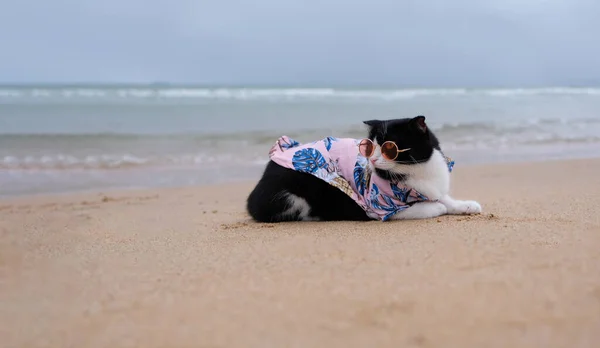 Kat Draagt Een Zonnebril Zittend Het Strand Met Kopieerruimte Grappig — Stockfoto