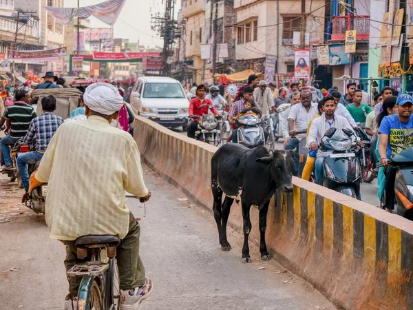 Varanasi Indien November 2015 Eine Junge Kuh Steht Mitten Auf — Stockfoto