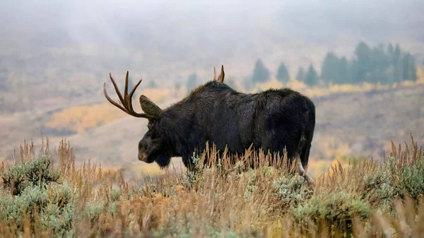 Close Side View Solitary Adult Bull Moose Alces Alces Known — Stock Photo, Image