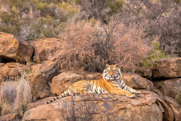 Belo Grande Tigre Bengala Panthera Tigris Tigris Deitado Sobre Uma — Fotografia de Stock
