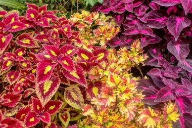 Güneydoğu Asya 'ya özgü Lamiaceae familyasının daimi süs bitkilerinden olan renkli koleus yaprakları (Solenostemon scutellarioides). Filipinlerde vuruldu..