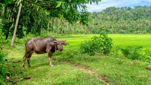一种原产于菲律宾的水牛 生活在棉兰多罗岛上的一种年轻的雄性卡拉巴鱼 Bubalus Bubalis 生活在一个大稻田附近 背景上有椰子树 — 图库照片