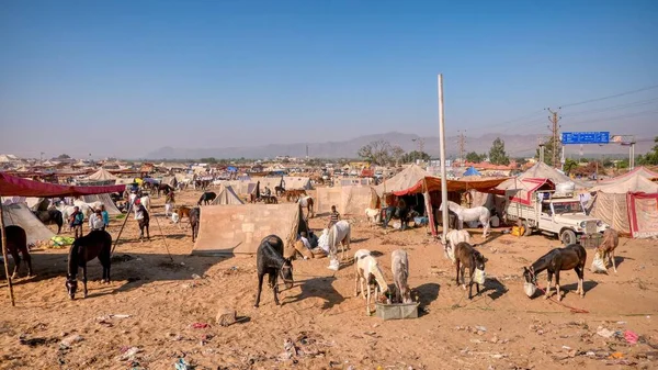Pushkar Indien November 2015 Pferde Die Morgens Einem Zeltlager Während — Stockfoto