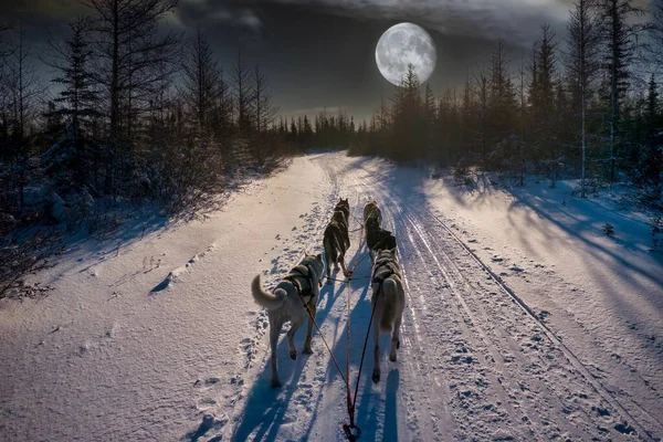 Equipo Seis Perros Trineo Husky Que Compiten Sendero Iluminado Por — Foto de Stock