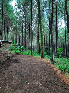 Evin arka bahçesi gür, ağaçlar serin olacak.