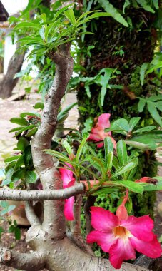 Dayanıklı tahta saplar ve birkaç yaprak güzelliğin etrafını sarar.