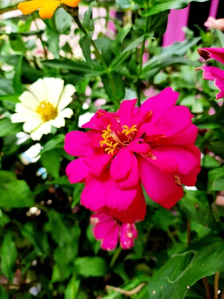 Combination Red Yellow White Exposed Afternoon Light — Fotografia de Stock