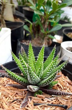 Dikenlerle dolu yeşil bir süs olacak güzelliğinden dolayı. 