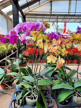 the beauty of the orchids neatly arranged on the table 