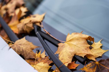 Arabanın ön camında ve kaputunda düşen sarı sonbahar yaprakları, sonbahar yaprakları, ulaşım, mevsim, sonbahar.