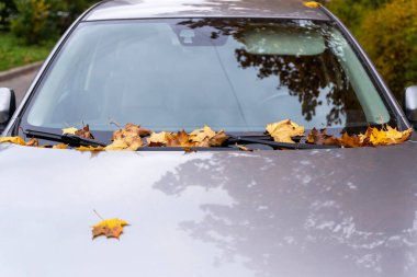 Arabanın ön camında ve kaputunda düşen sarı sonbahar yaprakları, sonbahar yaprakları, ulaşım, mevsim, sonbahar.