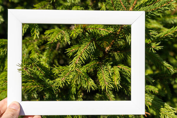 An empty white frame on a background of green spruce branches with a place to copy. Christmas greetings, Minimal concept