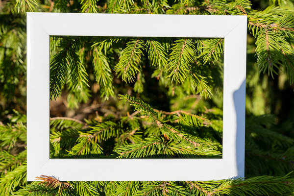 An empty white frame on a background of green spruce branches with a place to copy. Christmas greetings, Minimal concept