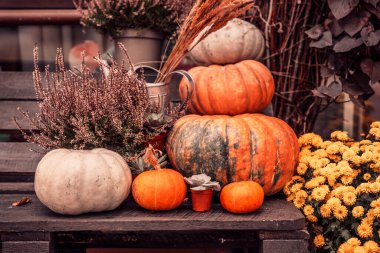 Balkabağı kompozisyonu, Mutlu Şükran Günleri. Şık balkabakları, mor ve sarı çiçekler, ahşap bir arka planda fundalık. Sonbahar hasadı, kırsal kompozisyon. Sonbahar havası.