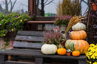 Balkabağı kompozisyonu, Mutlu Şükran Günleri. Şık balkabakları, mor ve sarı çiçekler, ahşap bir arka planda fundalık. Sonbahar hasadı, kırsal kompozisyon. Sonbahar havası.