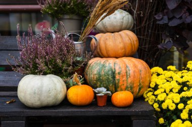 Balkabağı kompozisyonu, Mutlu Şükran Günleri. Şık balkabakları, mor ve sarı çiçekler, ahşap bir arka planda fundalık. Sonbahar hasadı, kırsal kompozisyon. Sonbahar havası.