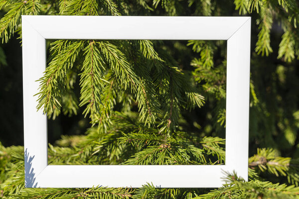An empty white frame on a background of green spruce branches with a place to copy. Christmas greetings, Minimal concept