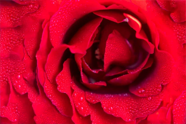 美しい赤いバラの花びらの抽象的な背景が近づいて 赤い背景を低下させます — ストック写真