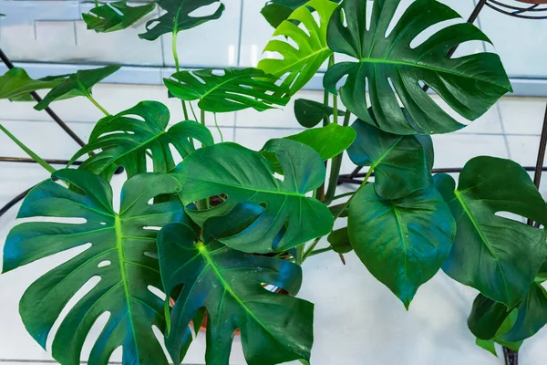 Big Green Monstera Flower Pot Fleurs Intérieur Dans Magasin Fleurs — Photo