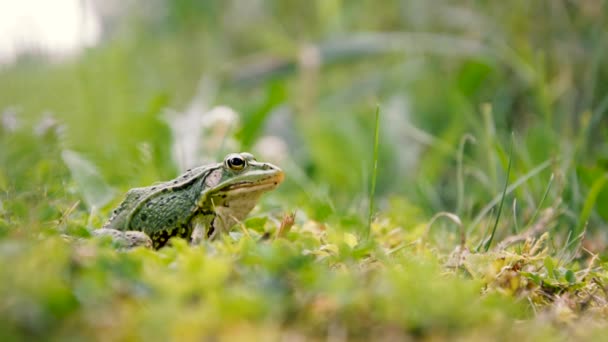 Sapo Sentado Grama Sapo Grama Verde Sapo Frio Escorregadio Natureza — Vídeo de Stock