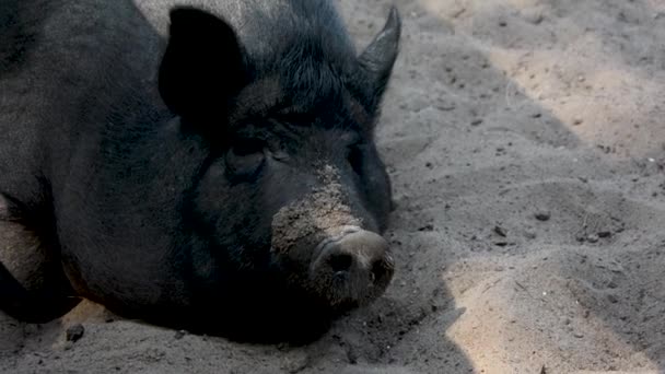 Μαύρο Οικόσιτο Γουρούνι Ξαπλωμένο Ένα Στυλό Στο Έδαφος Κοντά Κεφάλια — Αρχείο Βίντεο