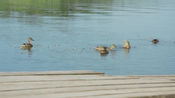 Ducks Swim Water Lake Nature Birds Ducks Dive Food Show — Video