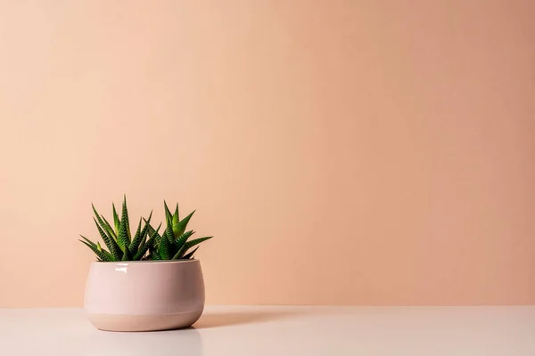 Pot en céramique rose pâle avec de succulentes plantes d'haworthia sur la table — Photo