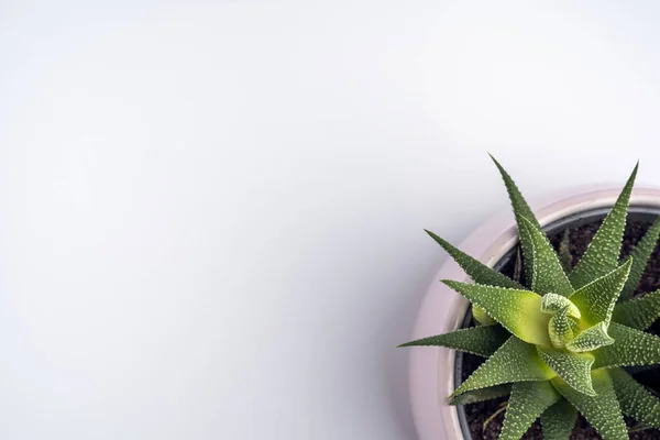 Juicy Haworthia flor en una olla de color rosa sobre un fondo blanco, vista superior, espacio para copiar — Foto de Stock