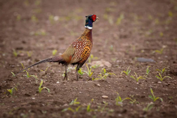 Common Pheasant Phasianus Colchicus Bird Pheasant Family — Stock Photo, Image