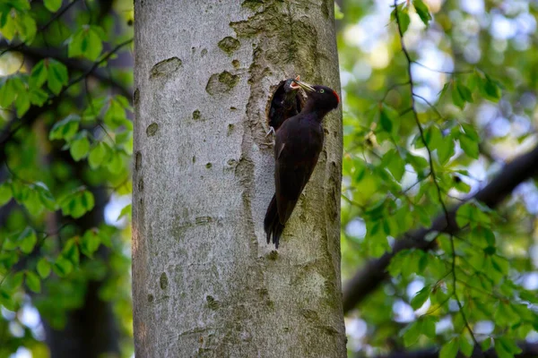 Fekete Harkály Dryocopus Martius Egy Nagy Harkály Amely Érett Erdőkben — Stock Fotó