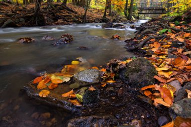 Doğal ormandaki güzel akarsu. Hayattaki olumlu anlar.