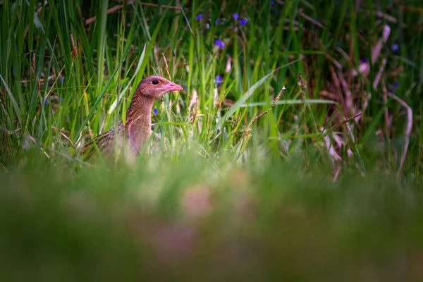 Καλαμπόκι Crake Corncrake Landrail Είναι Ένα Πουλί Στην Οικογένεια Σιδηροδρόμων — Φωτογραφία Αρχείου