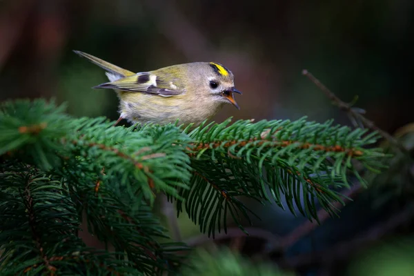 Die Goldhaube Ist Ein Sehr Kleiner Passantenvogel Der Königsfamilie — Stockfoto