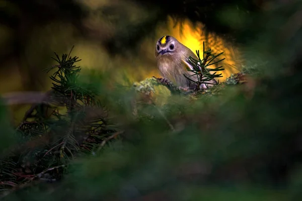 Золотошукач Дуже Маленький Перехожий Птах Сім Королеви — стокове фото