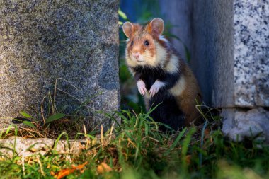 Avrasya hamsterı olarak da bilinir.