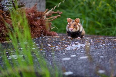Avrasya hamsterı olarak da bilinir.