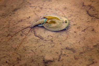Triops Cancriforis 'in çok hızlı bir yaşam döngüsü vardır ve bireyler yumurtadan çıktıktan yaklaşık iki hafta sonra olgunlaşırlar.