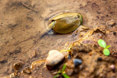 Triops Cancriforis 'in çok hızlı bir yaşam döngüsü vardır ve bireyler yumurtadan çıktıktan yaklaşık iki hafta sonra olgunlaşırlar.