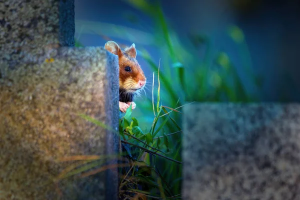 Hamster Europeu Também Conhecido Como Hamster Eurasiático — Fotografia de Stock