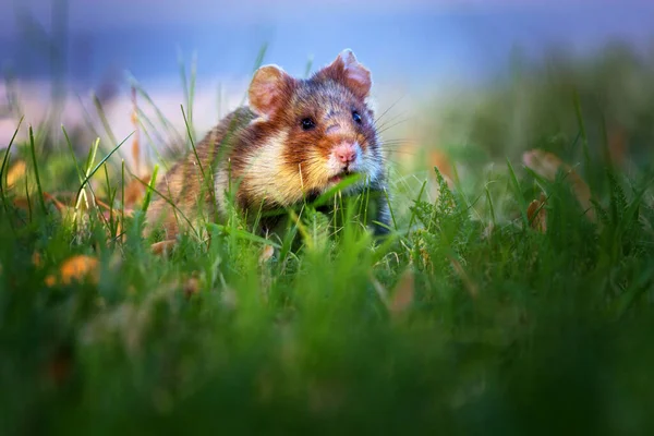 Hamster Europeu Também Conhecido Como Hamster Eurasiático — Fotografia de Stock