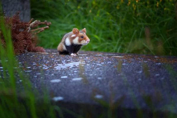 Hamster Europeu Também Conhecido Como Hamster Eurasiático — Fotografia de Stock