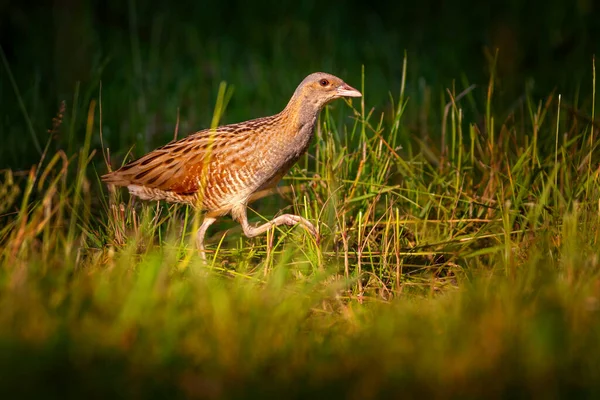 Καλαμπόκι Crake Corncrake Landrail Είναι Ένα Πουλί Στην Οικογένεια Σιδηροδρόμων — Φωτογραφία Αρχείου