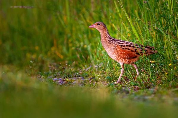 Καλαμπόκι Crake Corncrake Landrail Είναι Ένα Πουλί Στην Οικογένεια Σιδηροδρόμων — Φωτογραφία Αρχείου