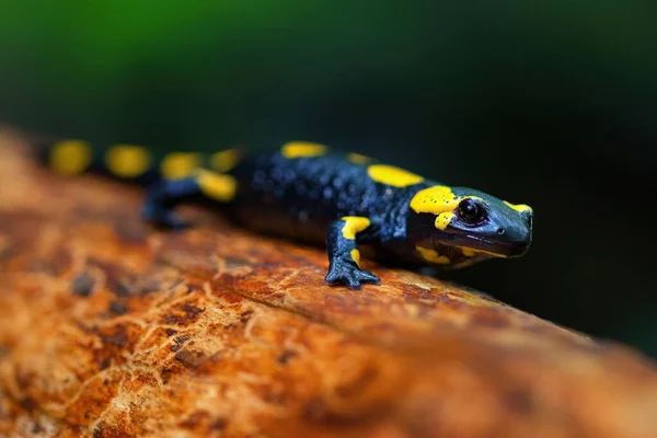 Salamandra Salamandra Uma Espécie Comum Salamandra Encontrada Europa — Fotografia de Stock