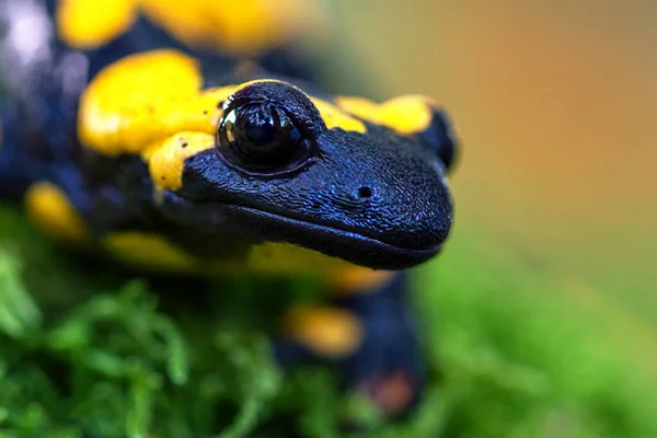 Salamandra Salamandra Een Gewone Salamander Uit Europa — Stockfoto