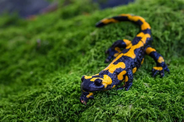 Salamandra Salamandra Běžný Druh Mloka Nalezený Evropě — Stock fotografie