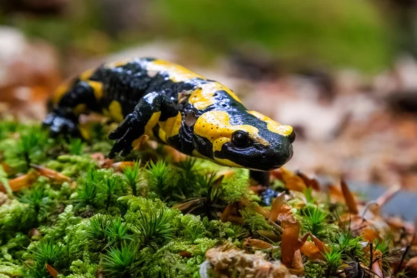 Salamandra Salamandra Uma Espécie Comum Salamandra Encontrada Europa — Fotografia de Stock