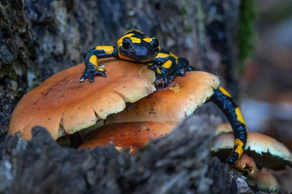 Salamandra Salamandra Jest Popularnym Gatunkiem Salamandry Występującym Europie — Zdjęcie stockowe