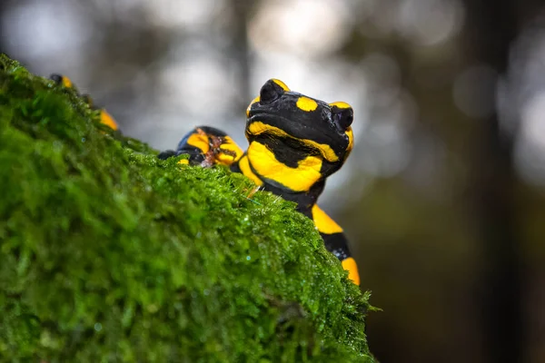 Salamandra Semenderi Avrupa Bulunan Yaygın Bir Semender Türüdür — Stok fotoğraf