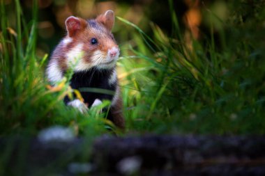 Avrasya hamsterı olarak da bilinir.